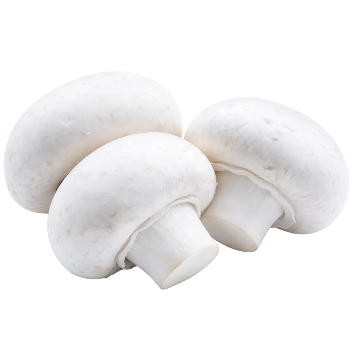 Biała pieczarka Łaziuk