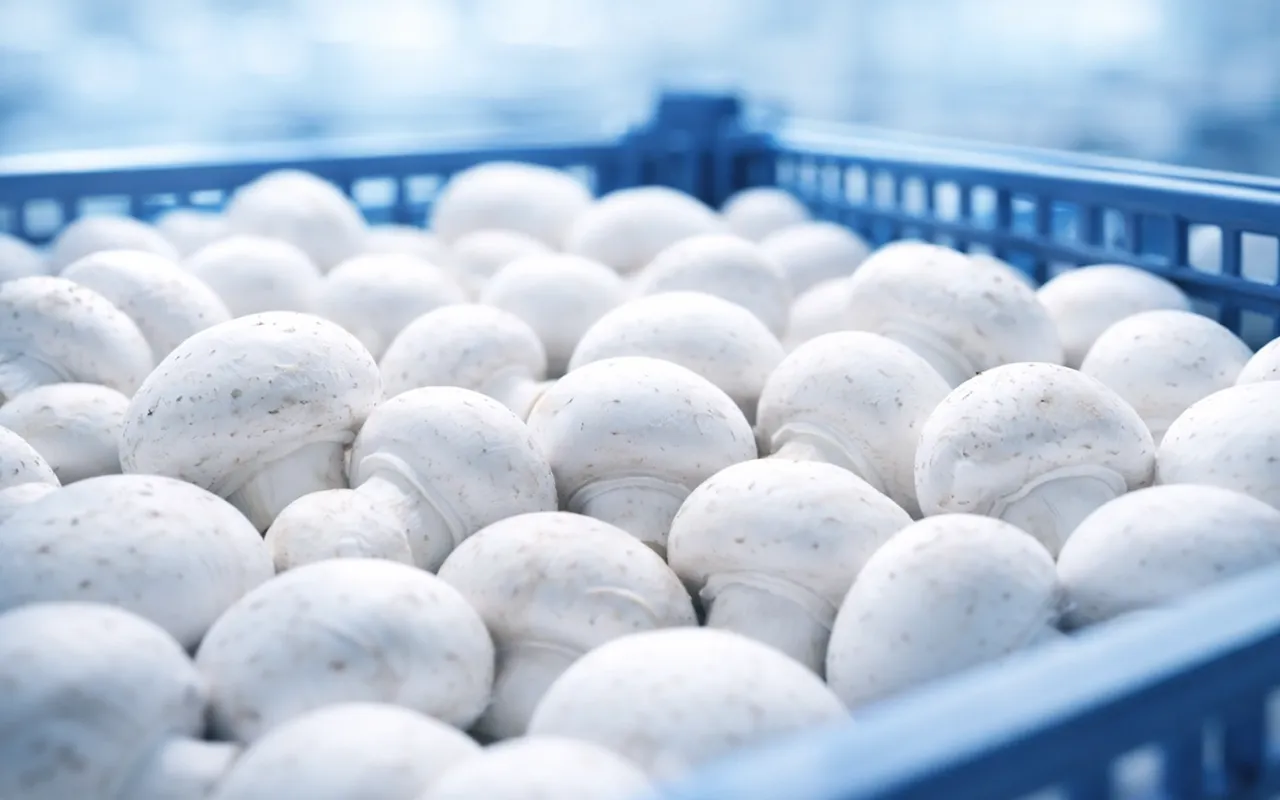 Produkcja grzybów – zakład Łaziuk